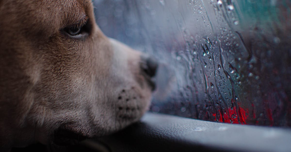 Od smyczy do walizki: bezproblemowe podróże z psem – praktyczny przewodnik