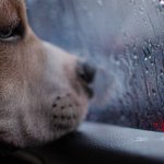 Od smyczy do walizki: bezproblemowe podróże z psem – praktyczny przewodnik